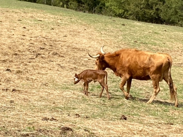 Longhorn calf 3 30 2024 2.jpeg