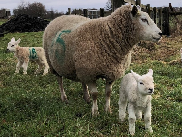 Lucky lambs.jpg