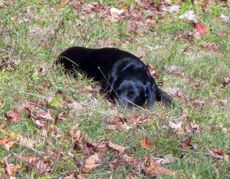 lulusleedscamp52.jpg