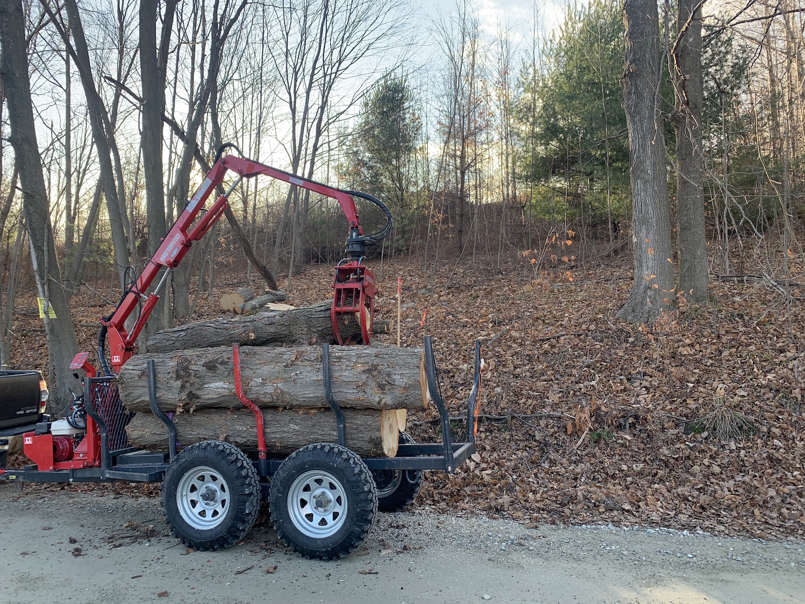 M95 Sugar Maple.jpg