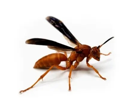 mahogany-wasp.jpg