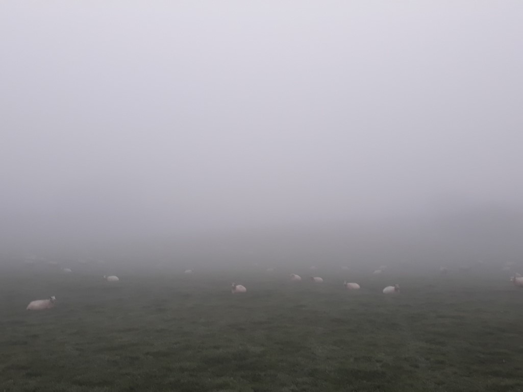 Misty.jpg