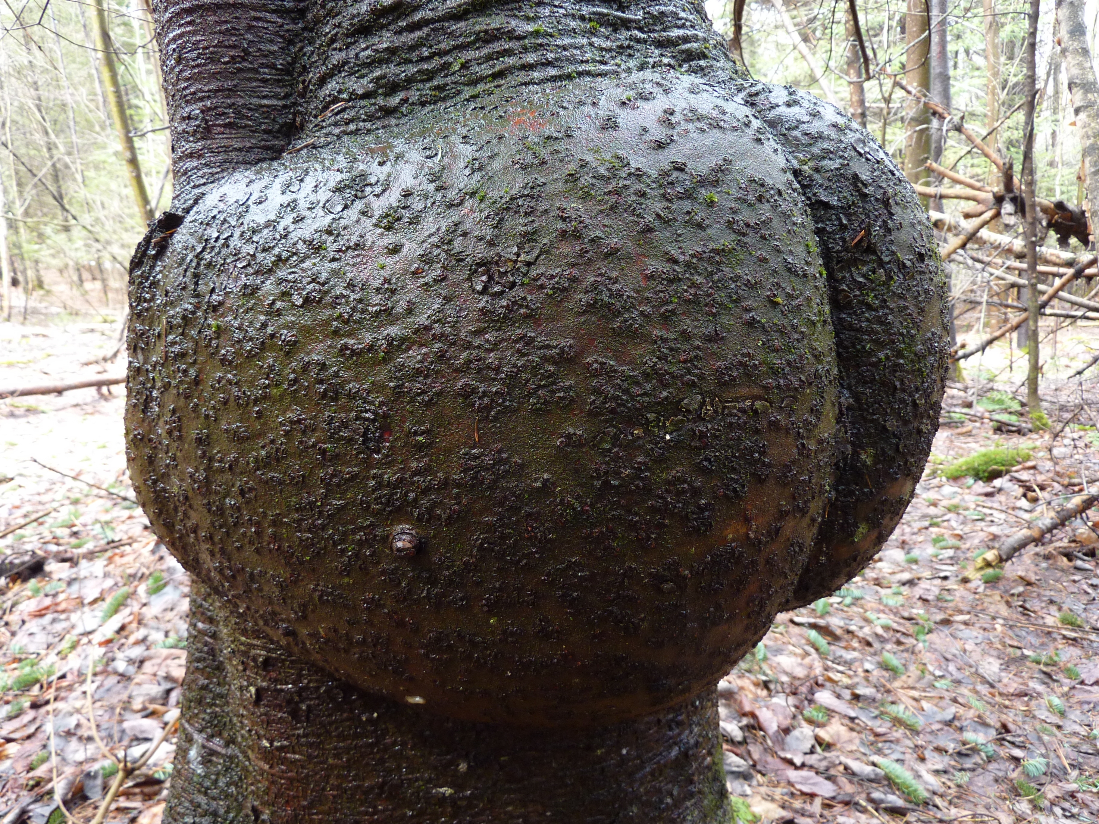 MoonTree1.JPG