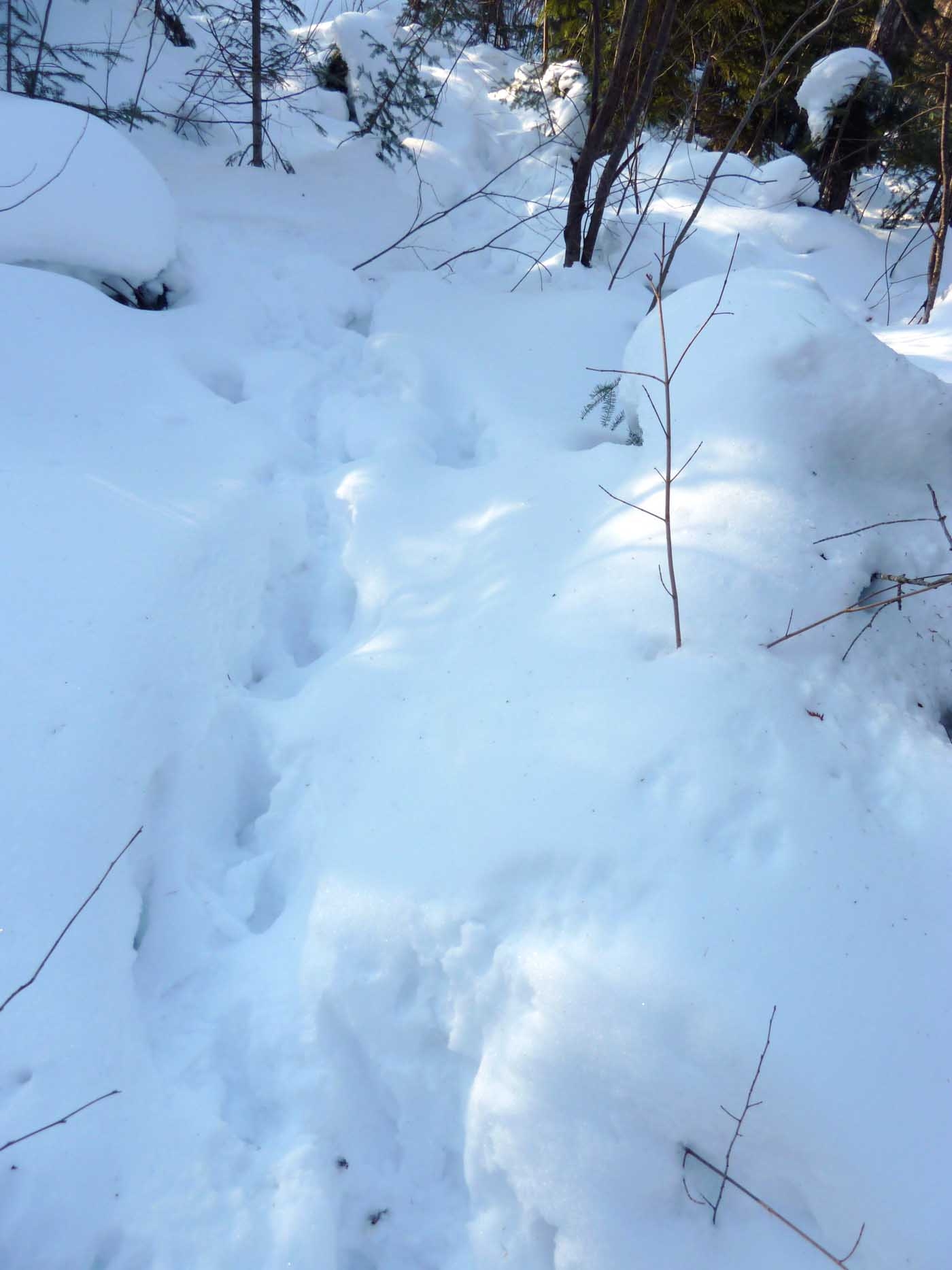 moosetracks900.jpg
