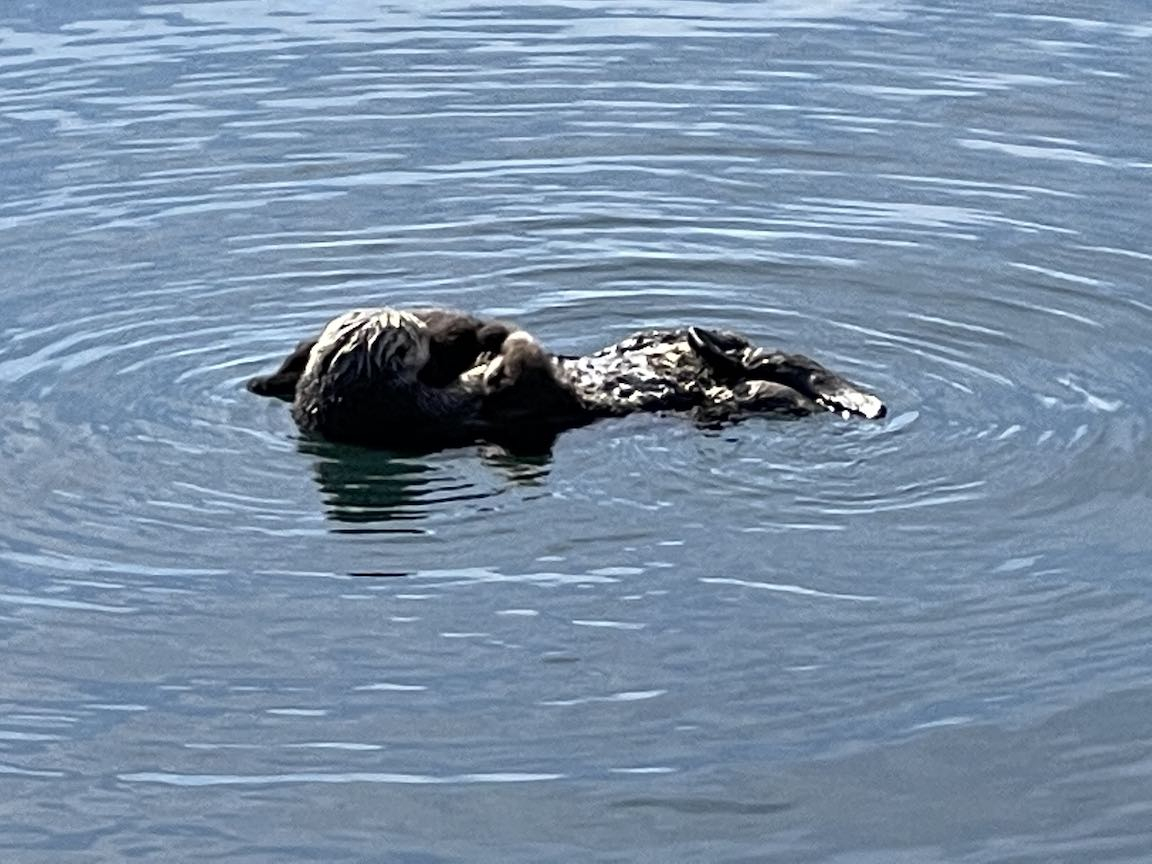 morroBayOtter.jpg