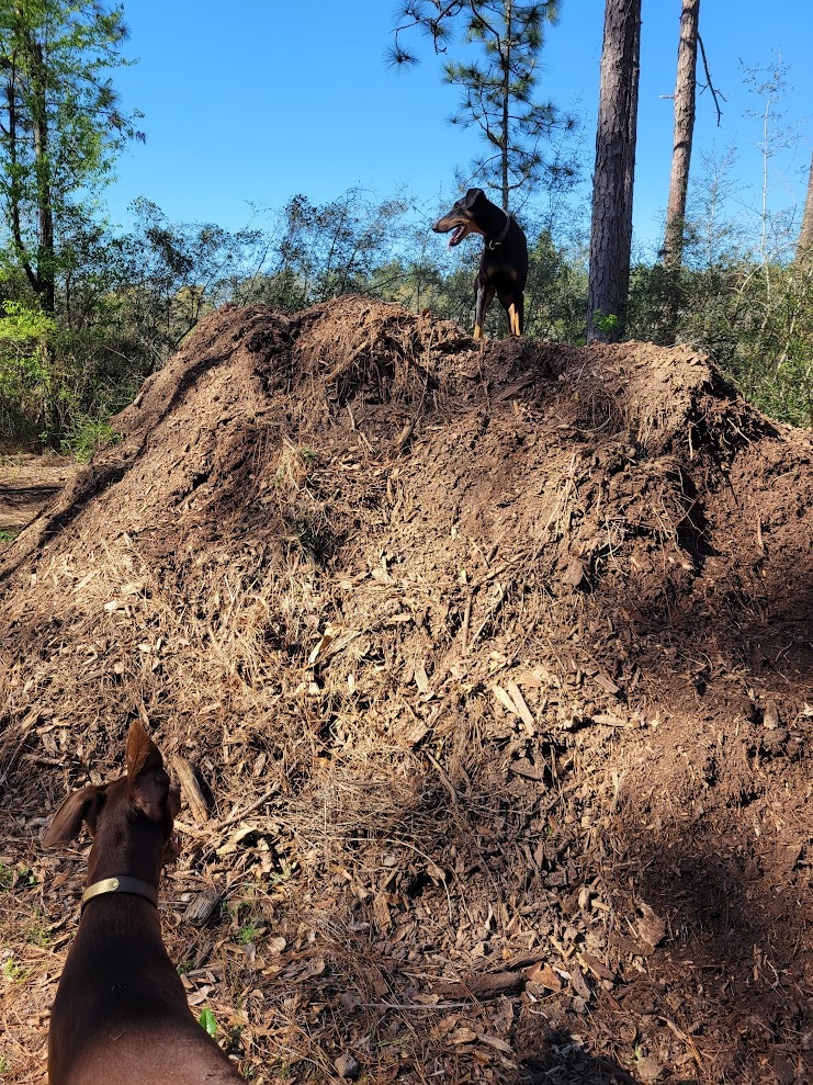 Mulch.jpg