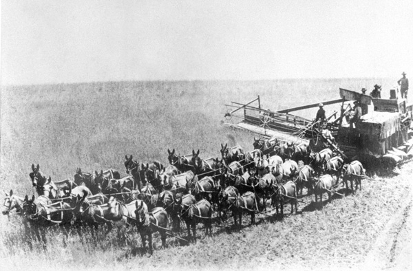 Multi Mule Drawn Threshing Machine.jpg