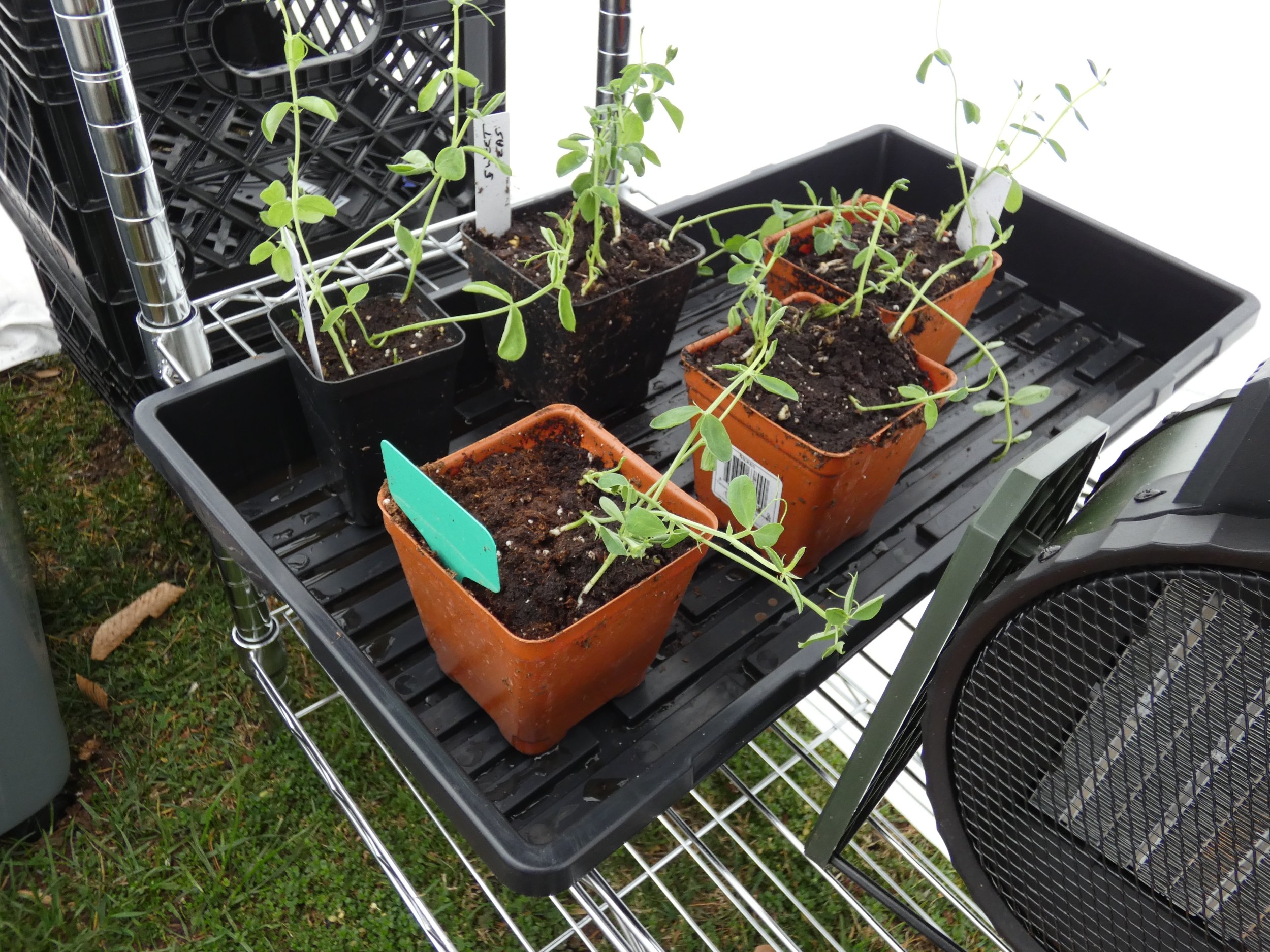 P1000249 - Copy.JPG