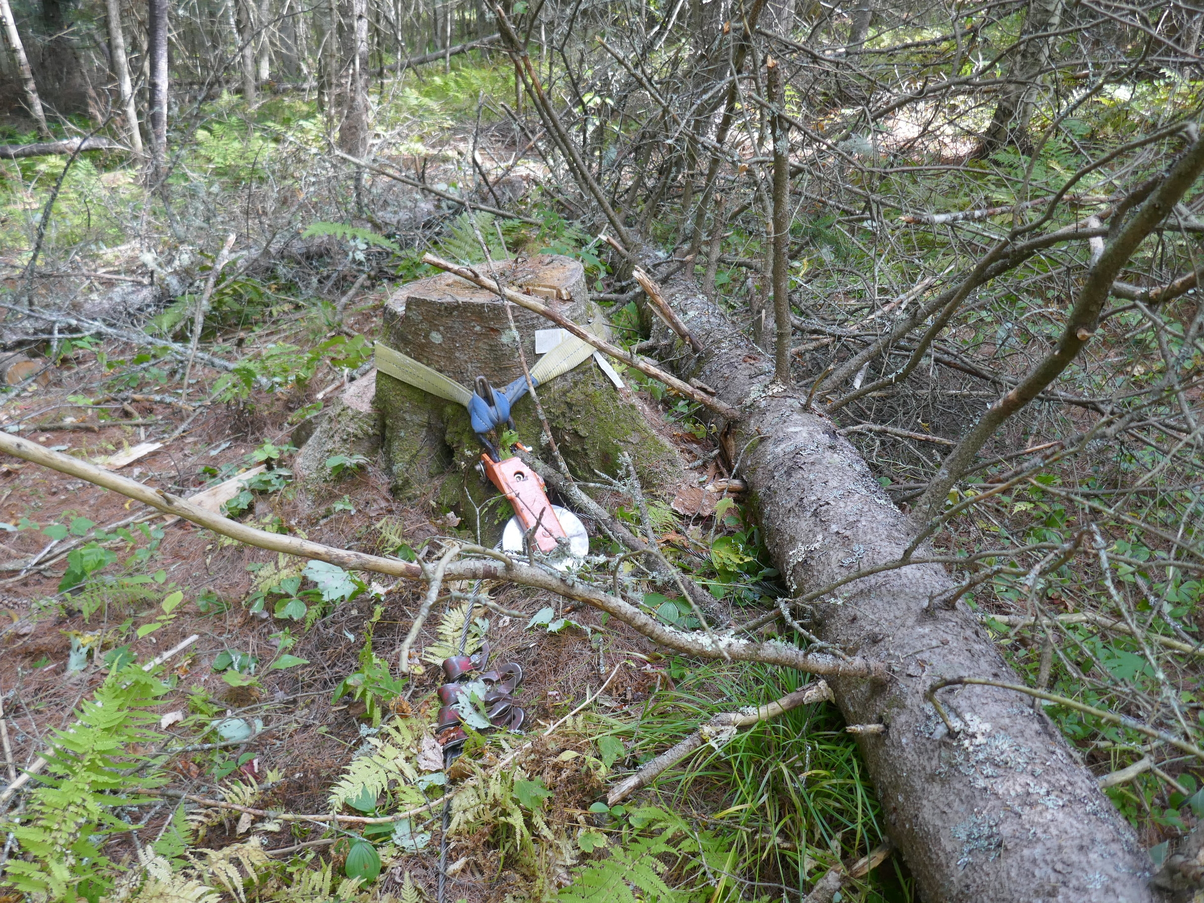 P1000729.JPG