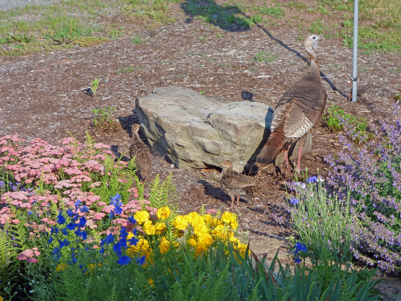 P1000840b.jpg