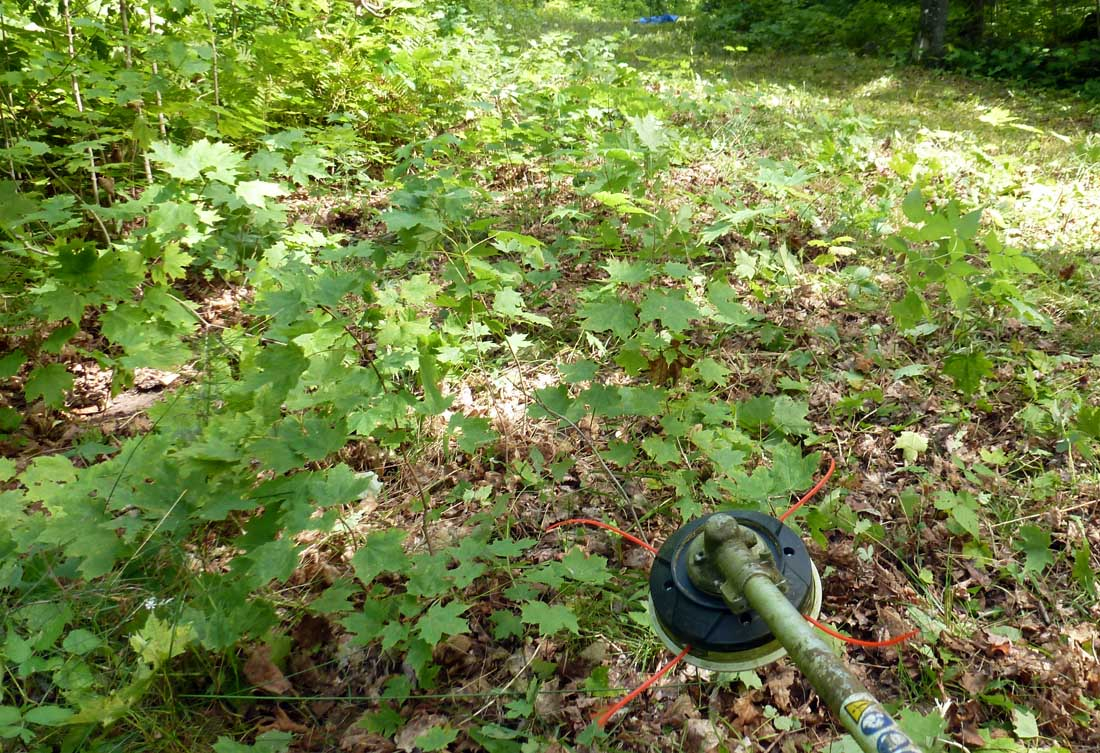 P1010803.jpg