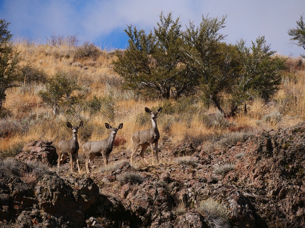 P1015279ertbn10-4-25.jpg