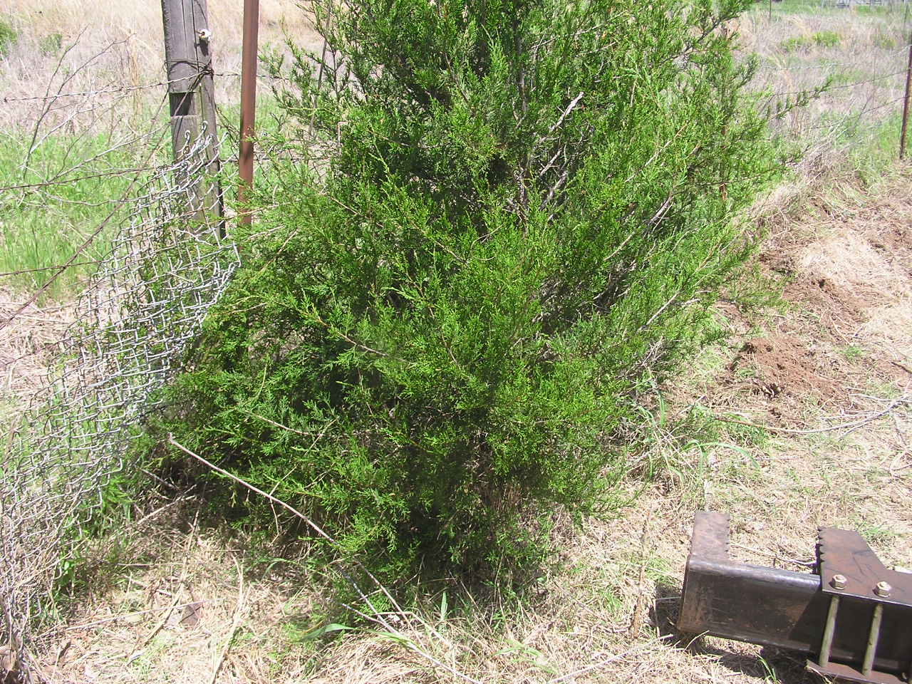 P4270002.JPG
