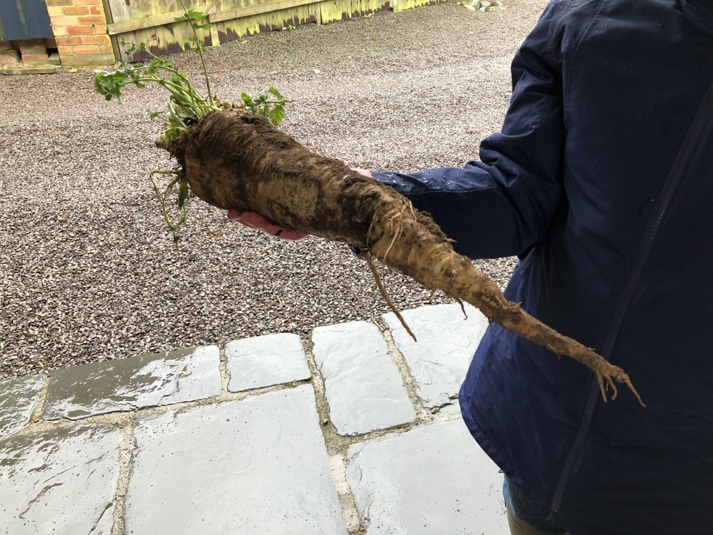 Parsnip.JPG