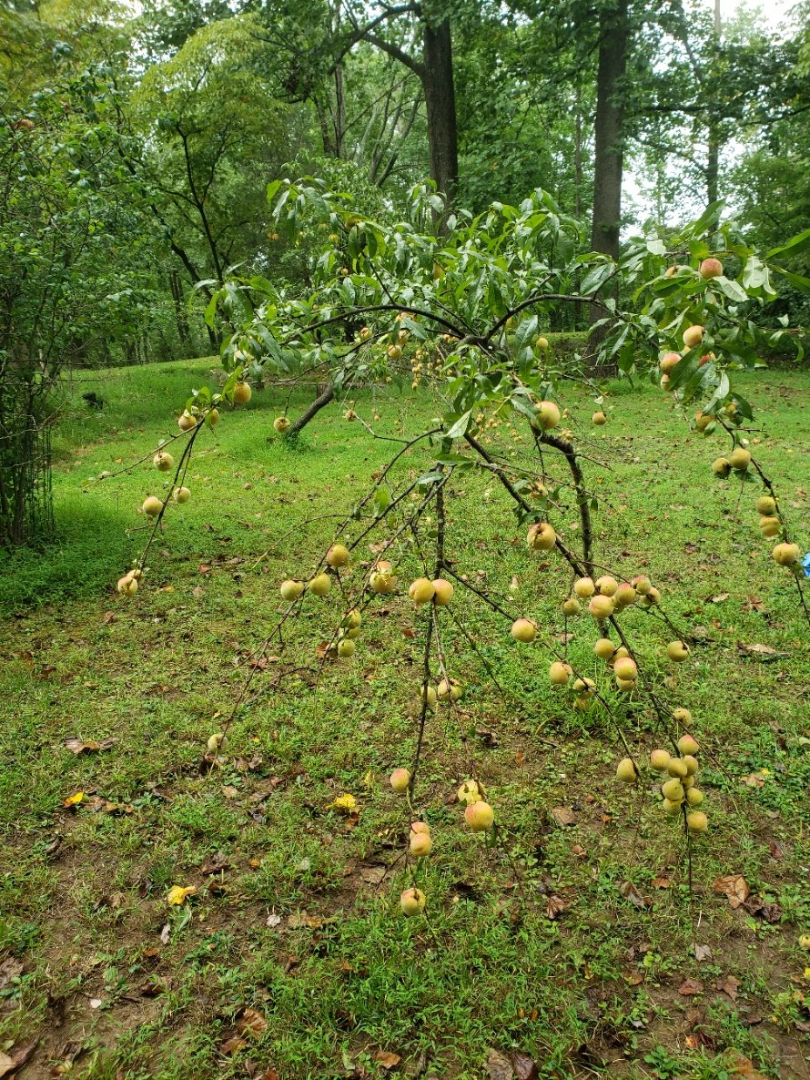 Peaches20210828_125401.jpg