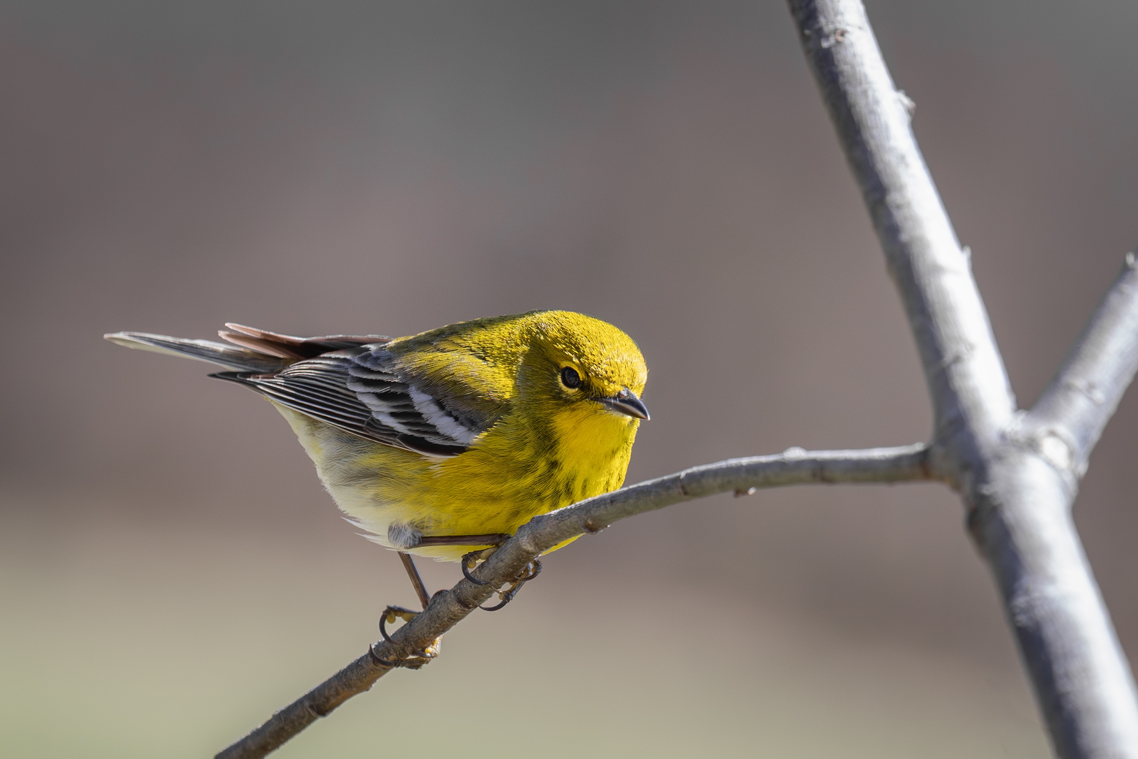 Pine Warbler.jpg