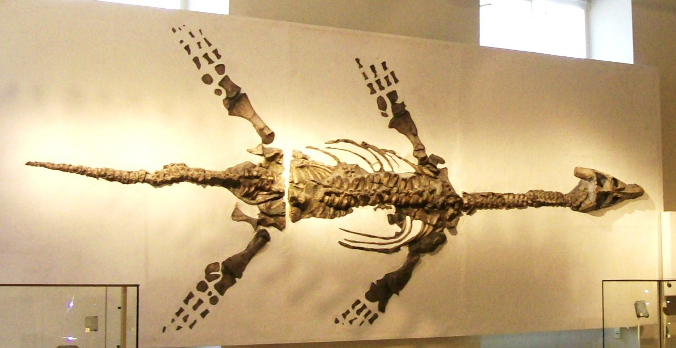 Plesiosaur_skeleton,_New_Walk_Museum.JPG