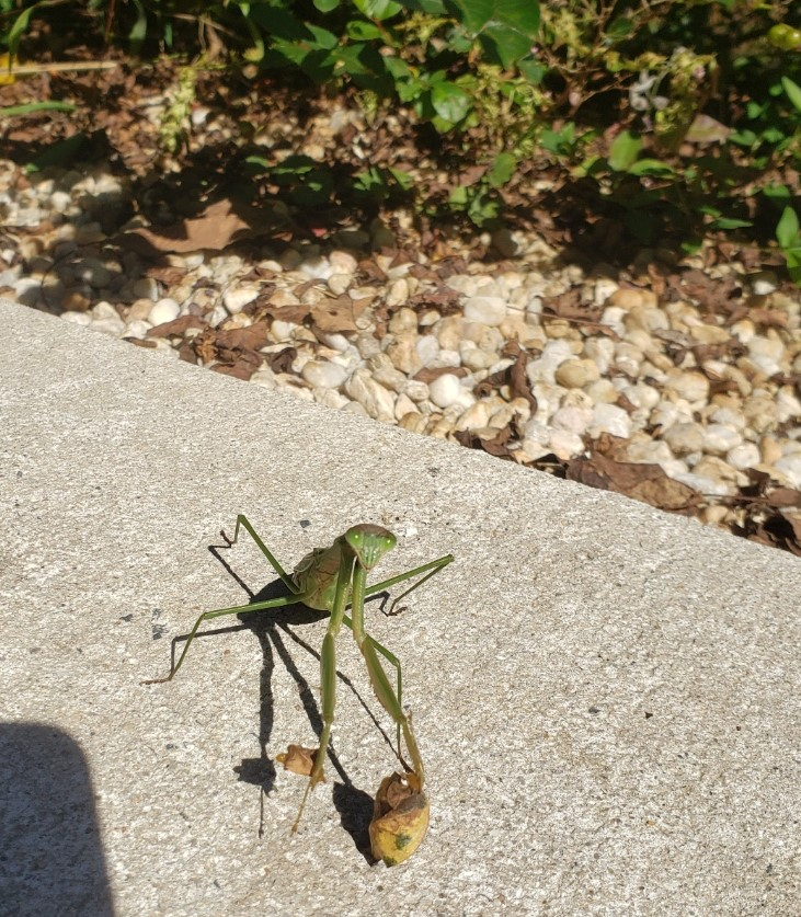 Pmantis20210926_113340.jpg