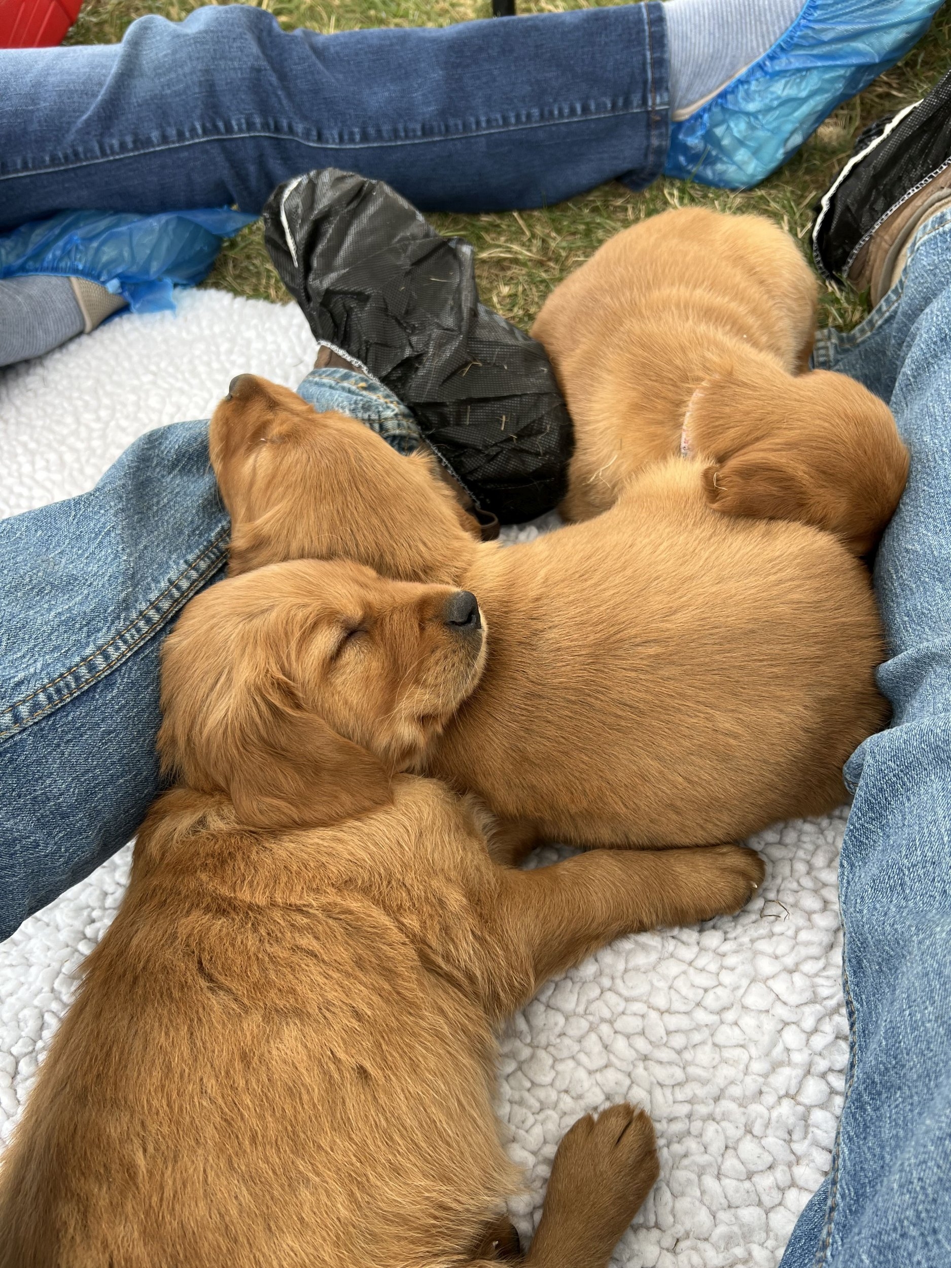 Pup2.jpg