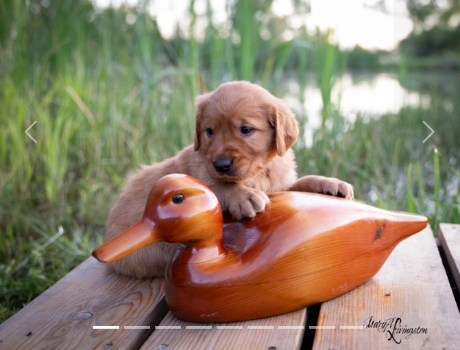PupDuck.jpg