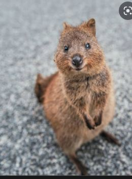 Quokka.JPG