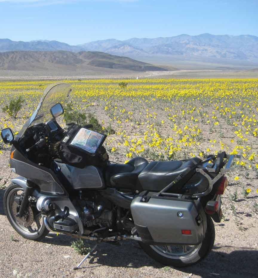 r100rtFlowers.jpg