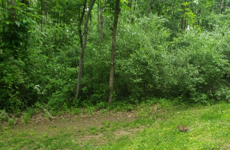 Rabbit20210602_073220.jpg