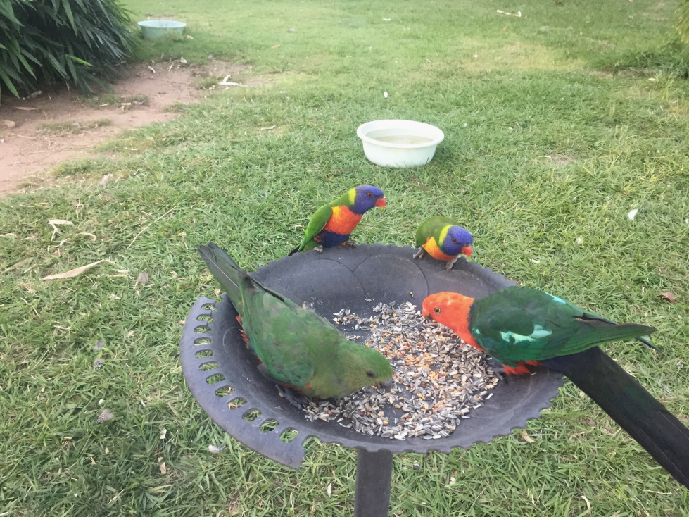 Rainbow Lorrikeets.jpg