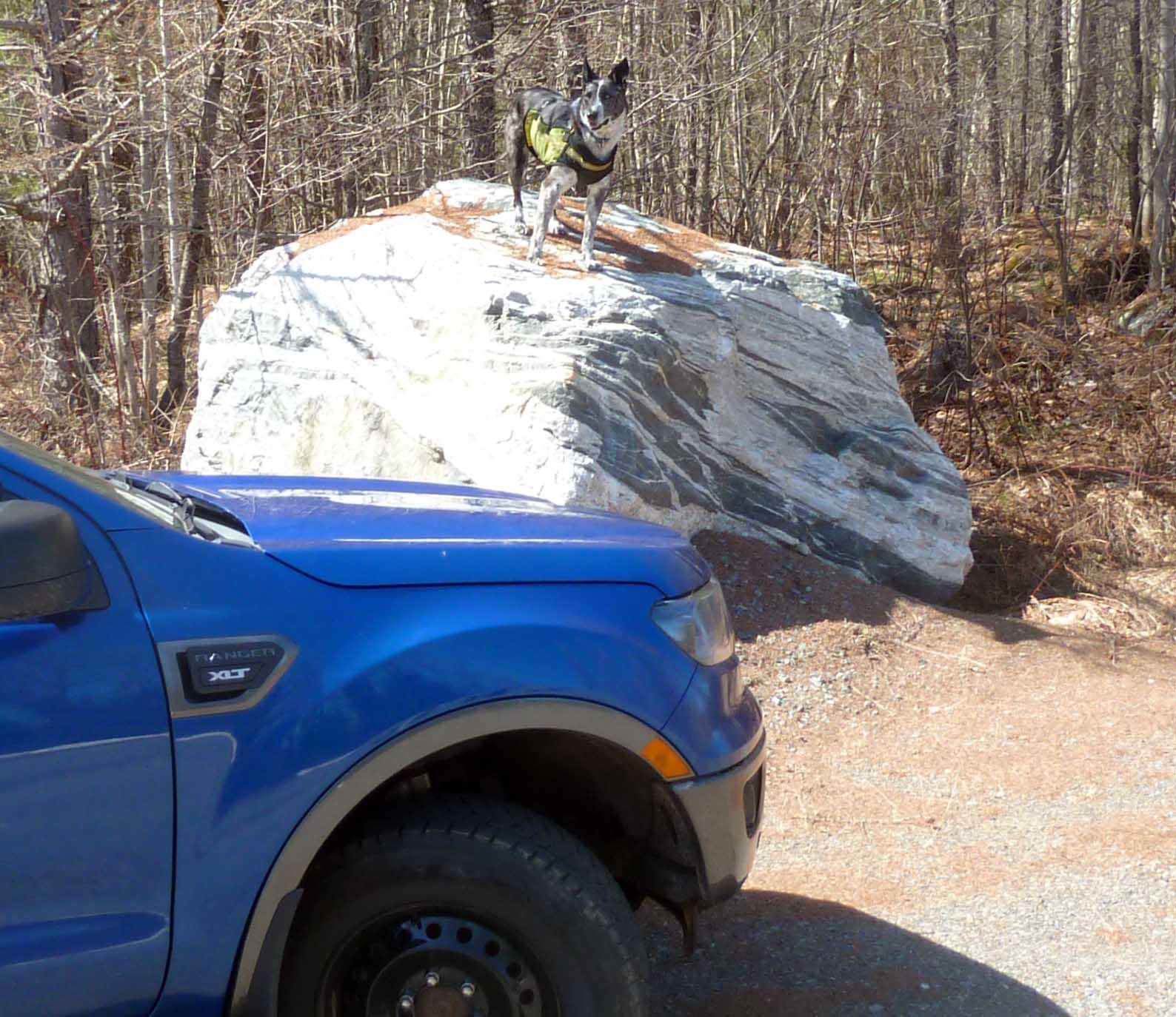 rangerdogs654.jpg