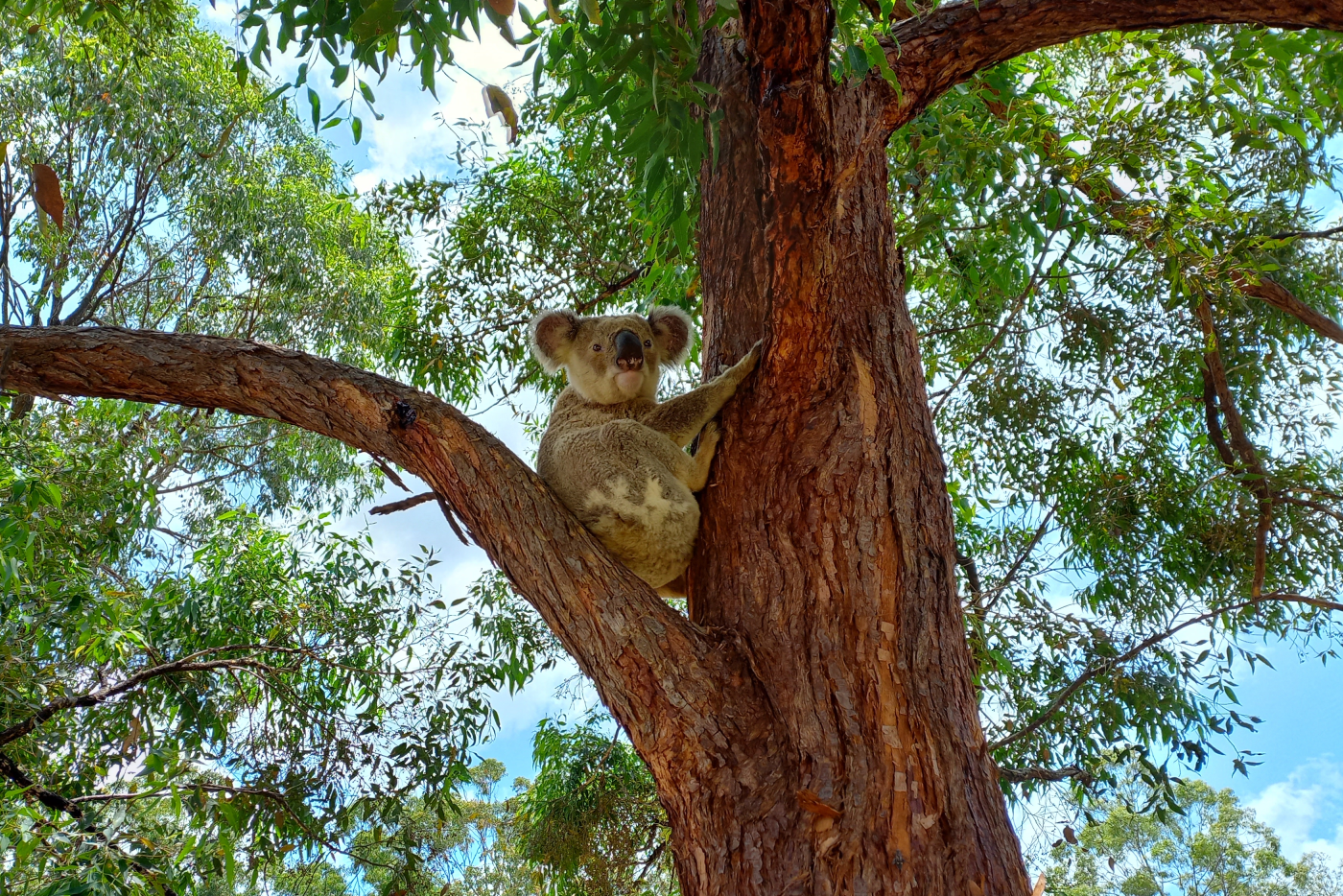 Resident Koala.png