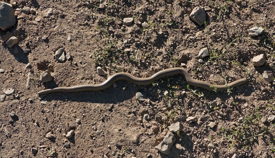 Rubber Boa.jpg