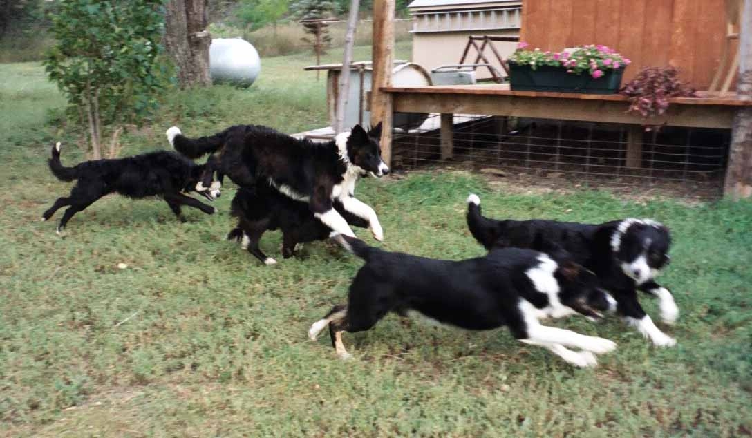 Running dogs (cropped).jpg