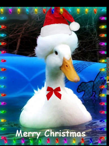 SantDuck.png