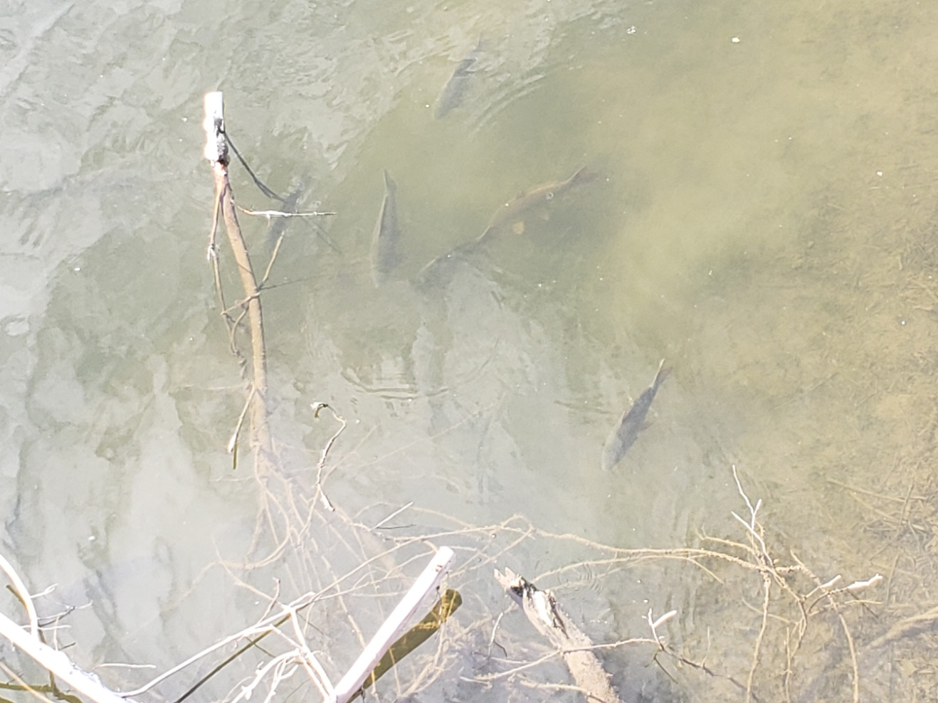 shad20210701_083821.jpg