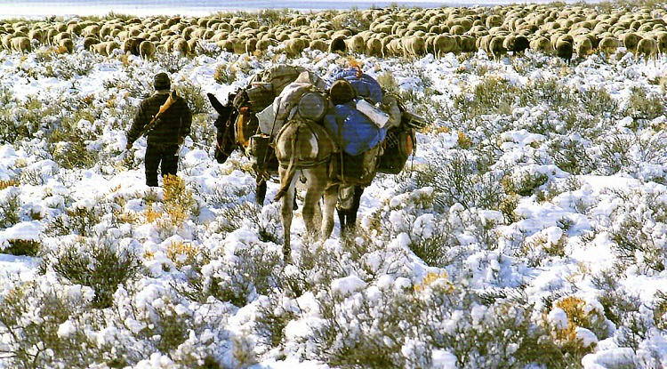 sheepherder002rtbn2-1-23.jpg