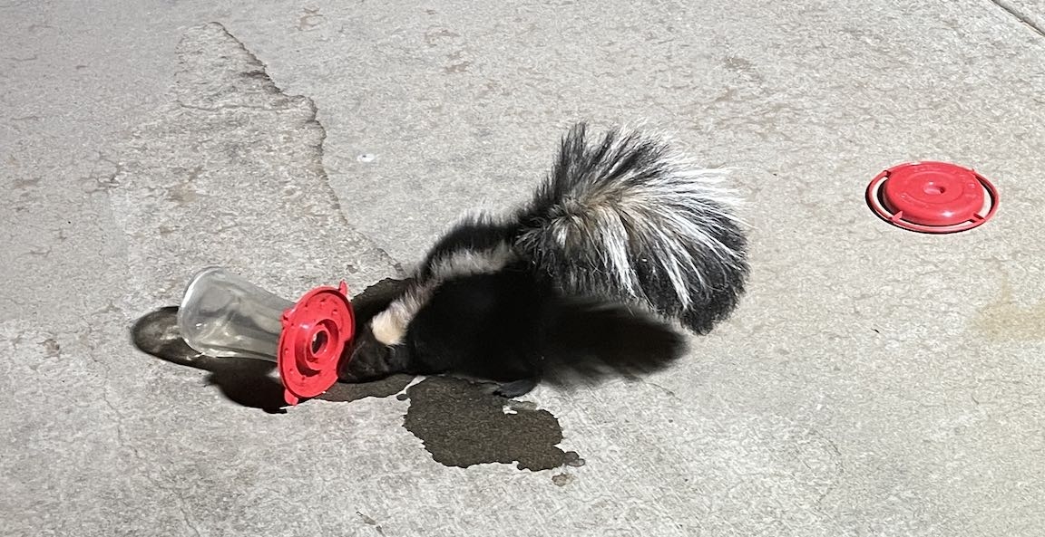 skunk.jpg