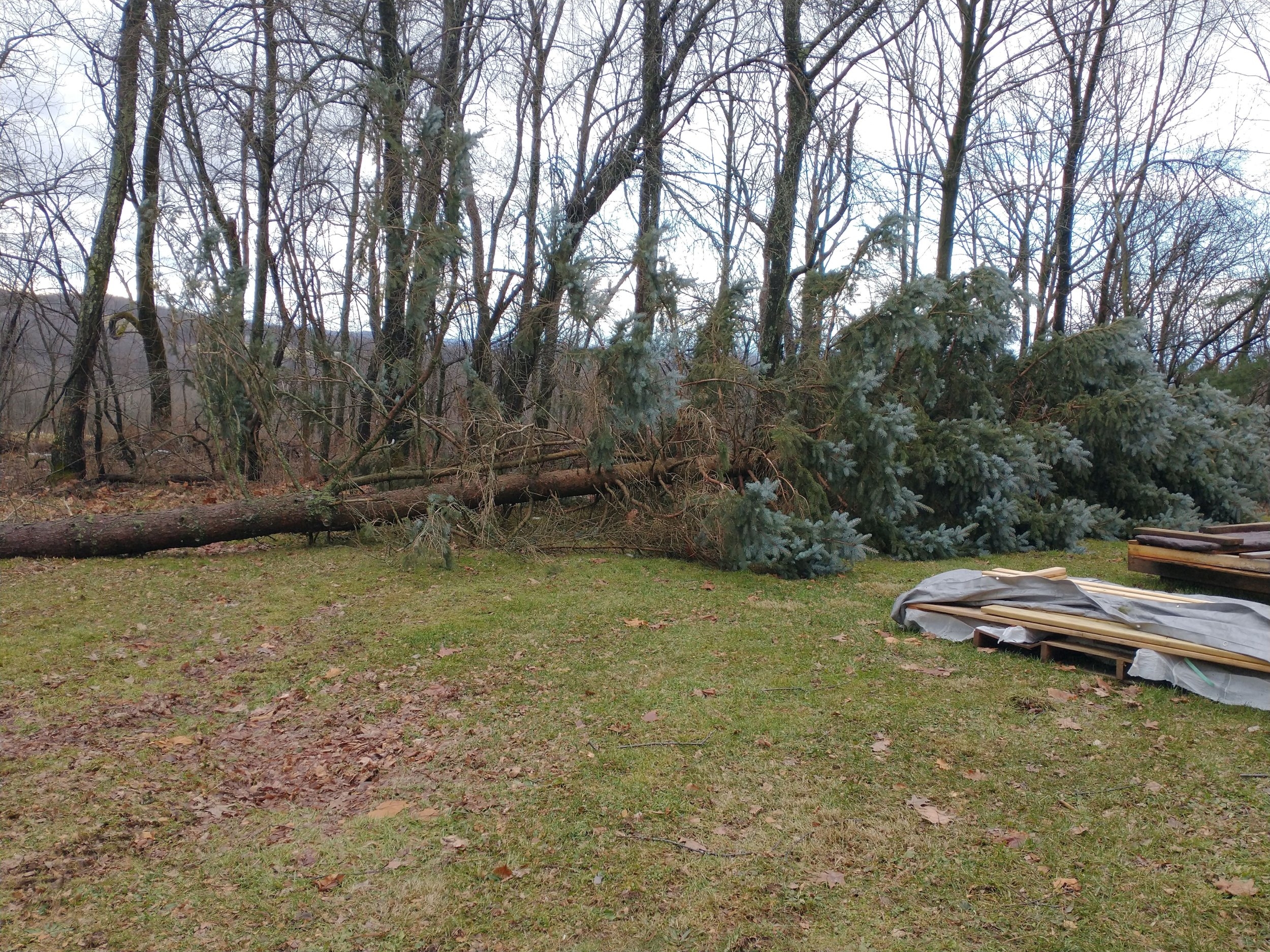 smaller back pine 2.jpg