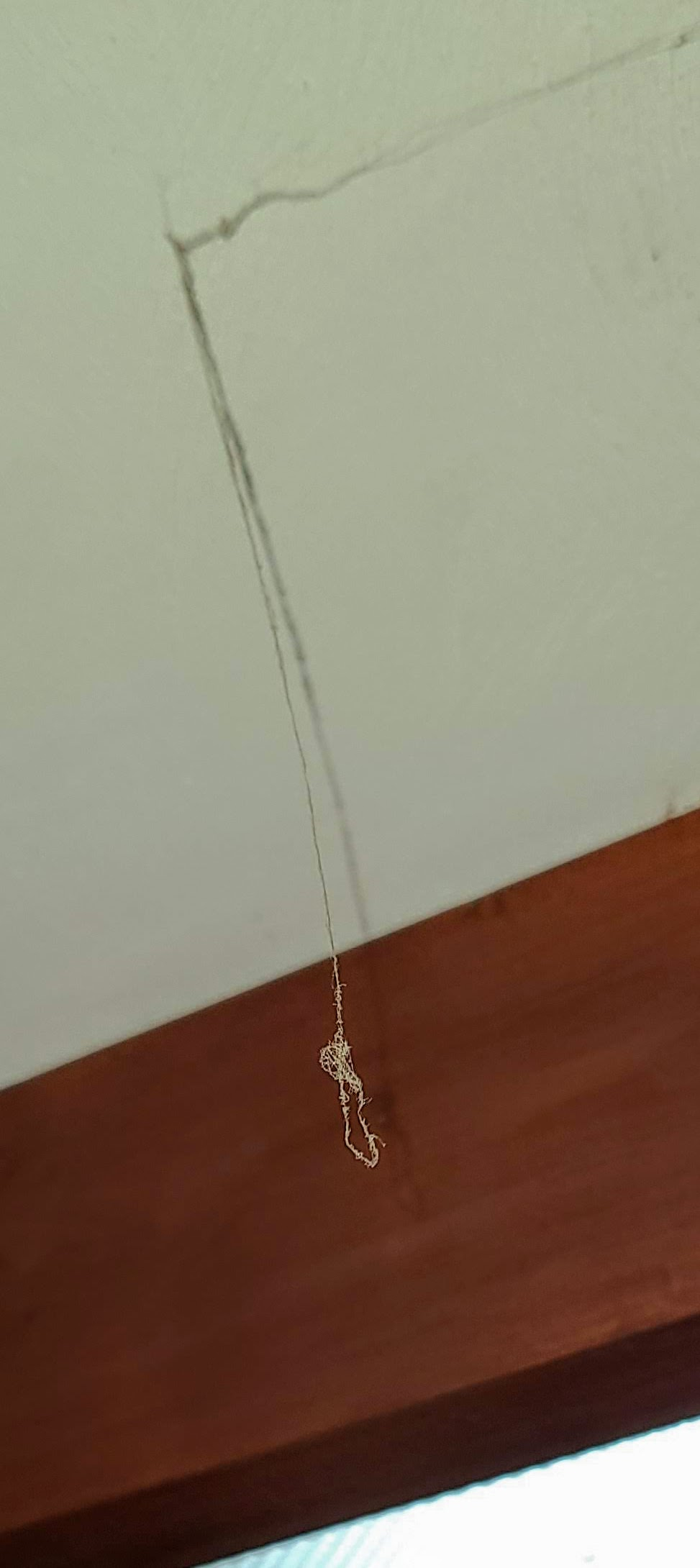 Spider Noose.jpg