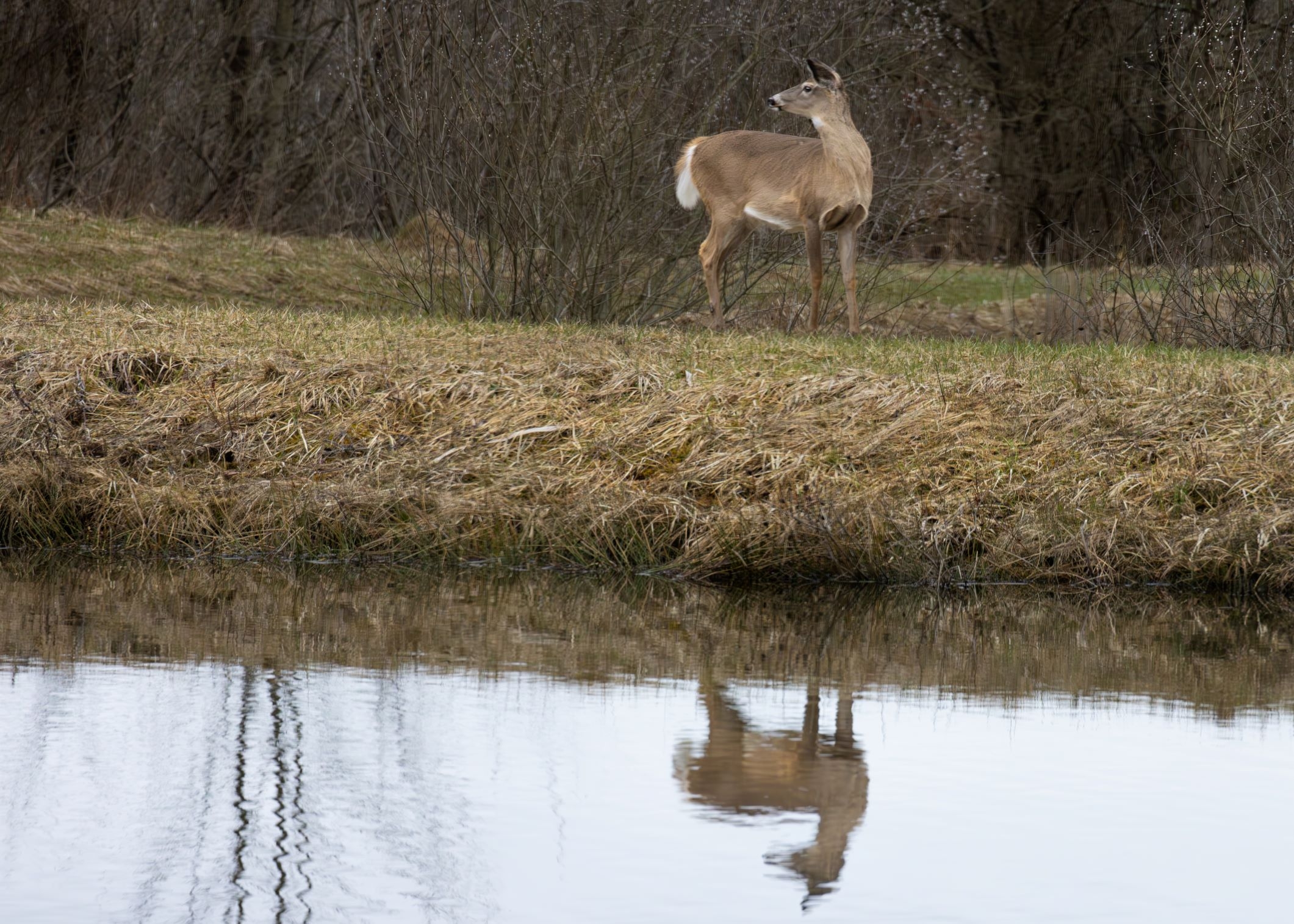 Spring deer reflection s.jpg