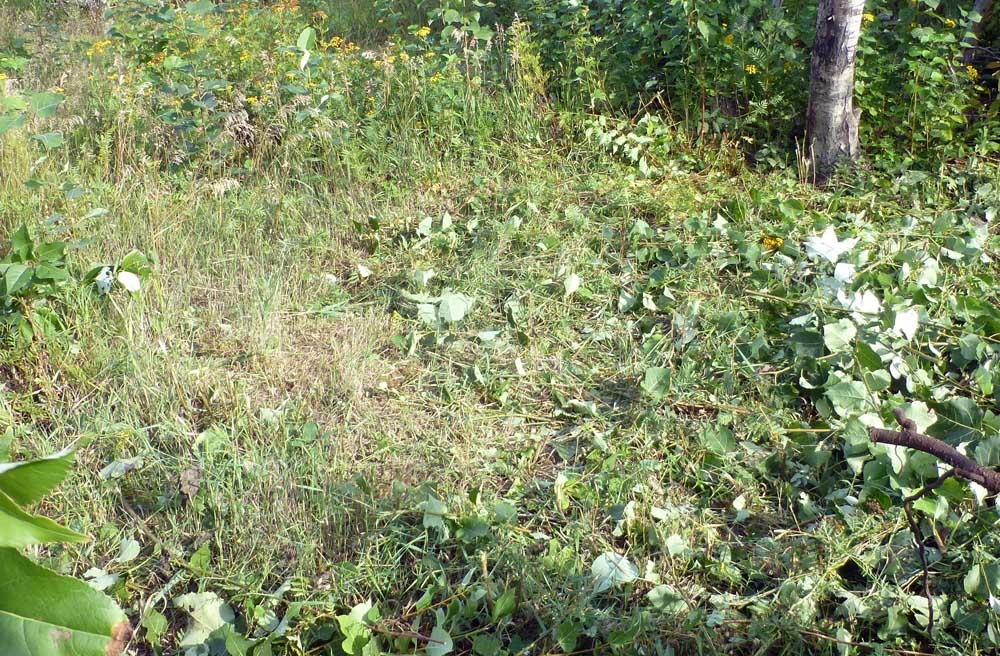 stringgrass60325.jpg
