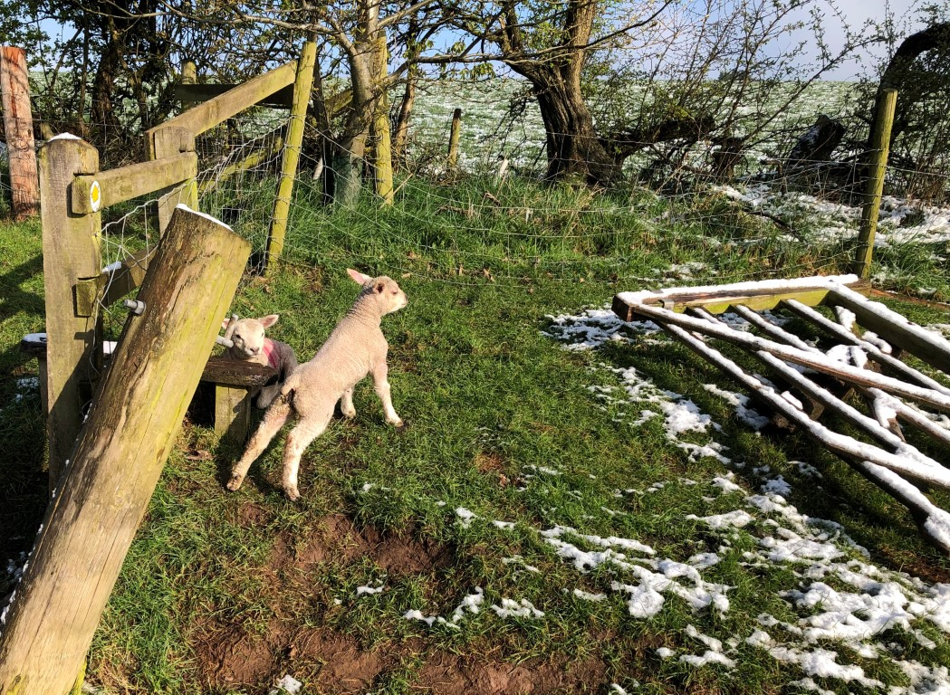 strong lamb.jpeg