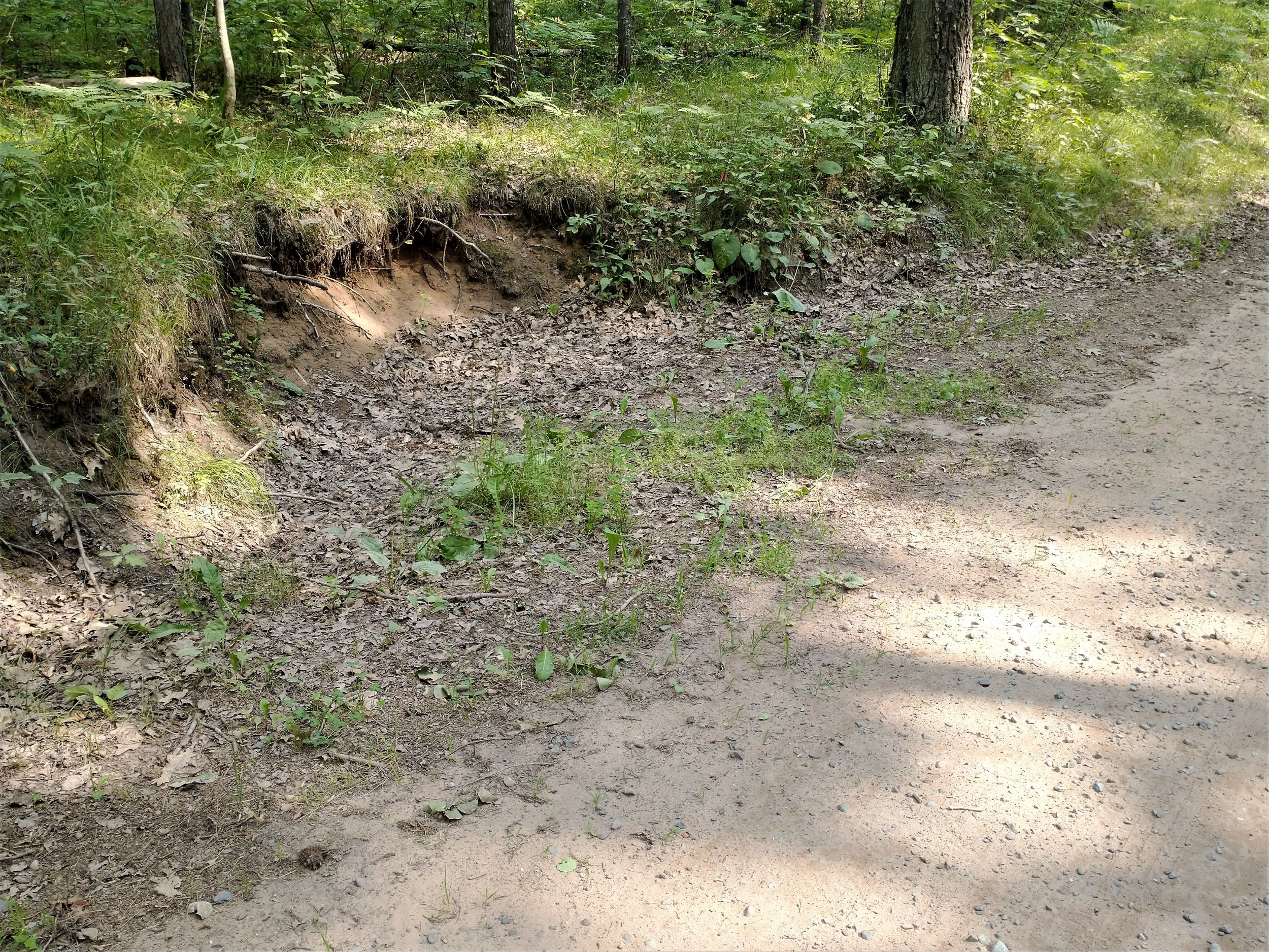 Swale5.jpg