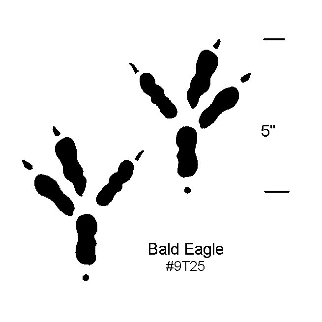 T25-Bald-Eagle.jpg