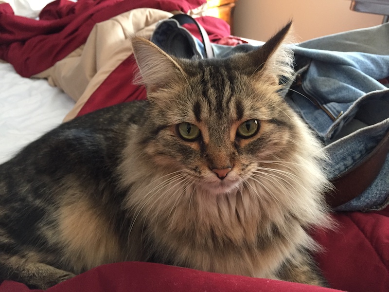The Squeak.jpg