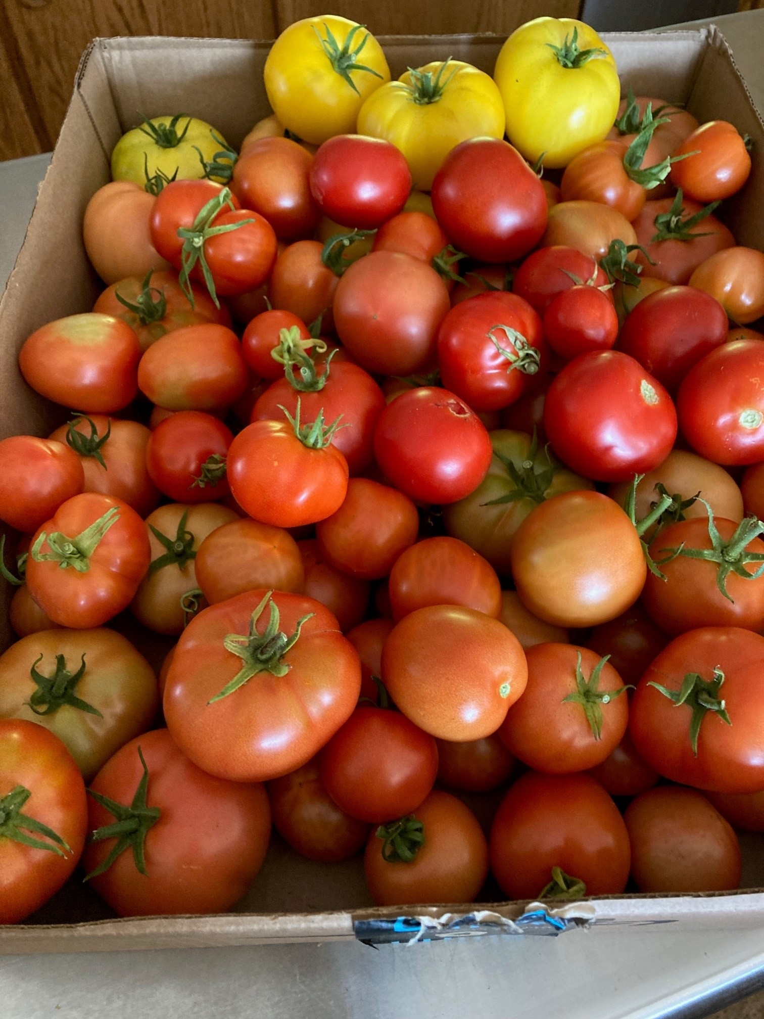 tomatoes 2023.jpg