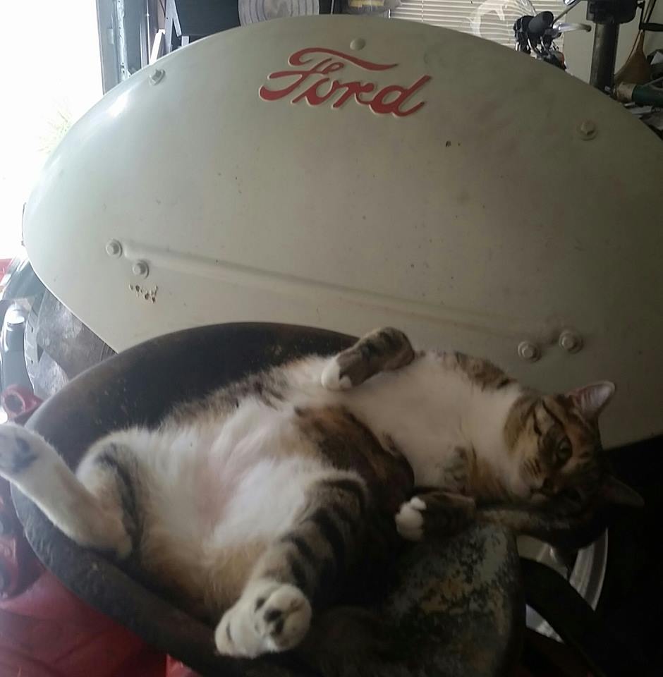 tractor-cat1.jpg