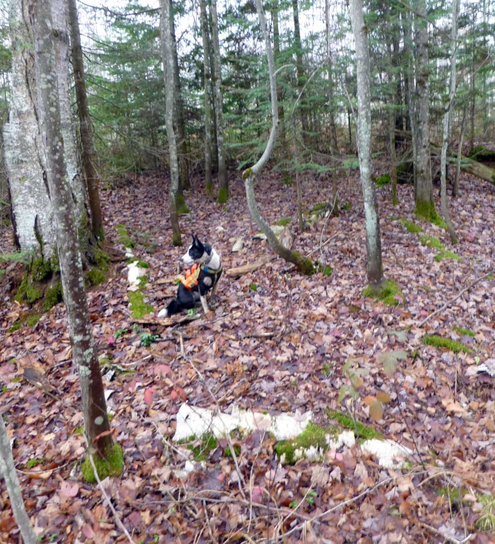 trailbobcamp419.jpg