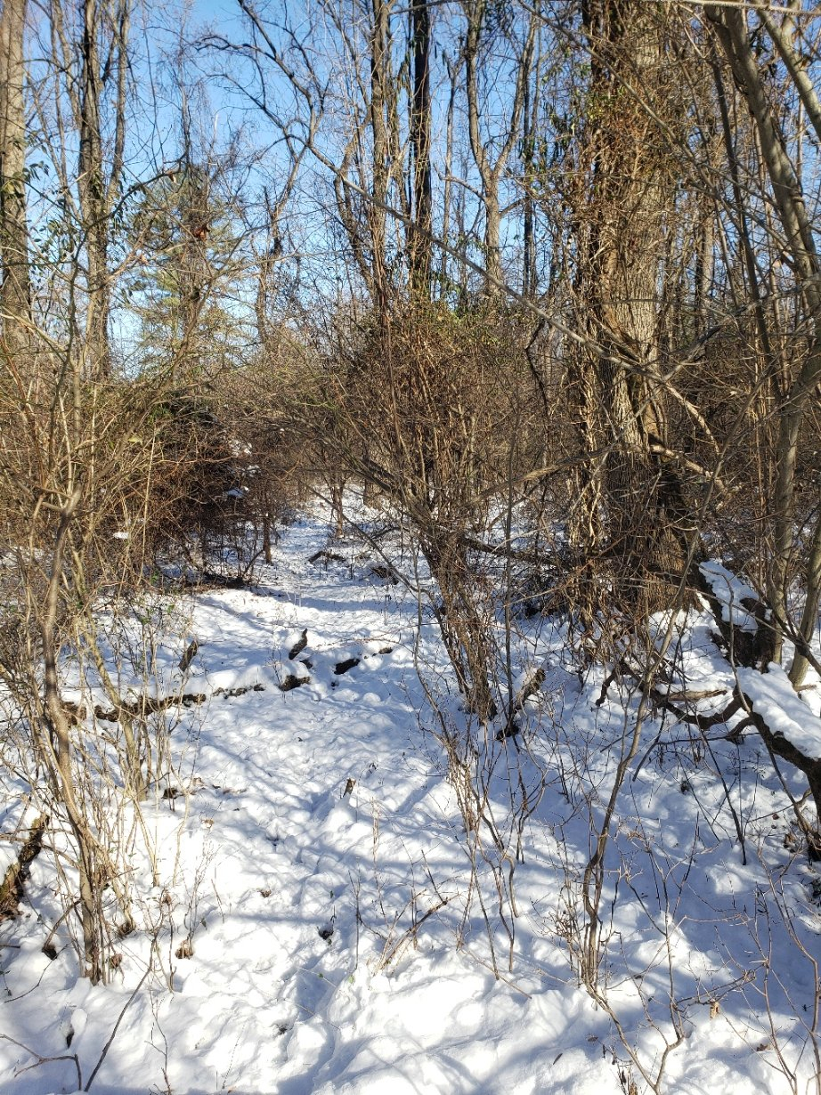 trailRoad20220108_131247.jpg