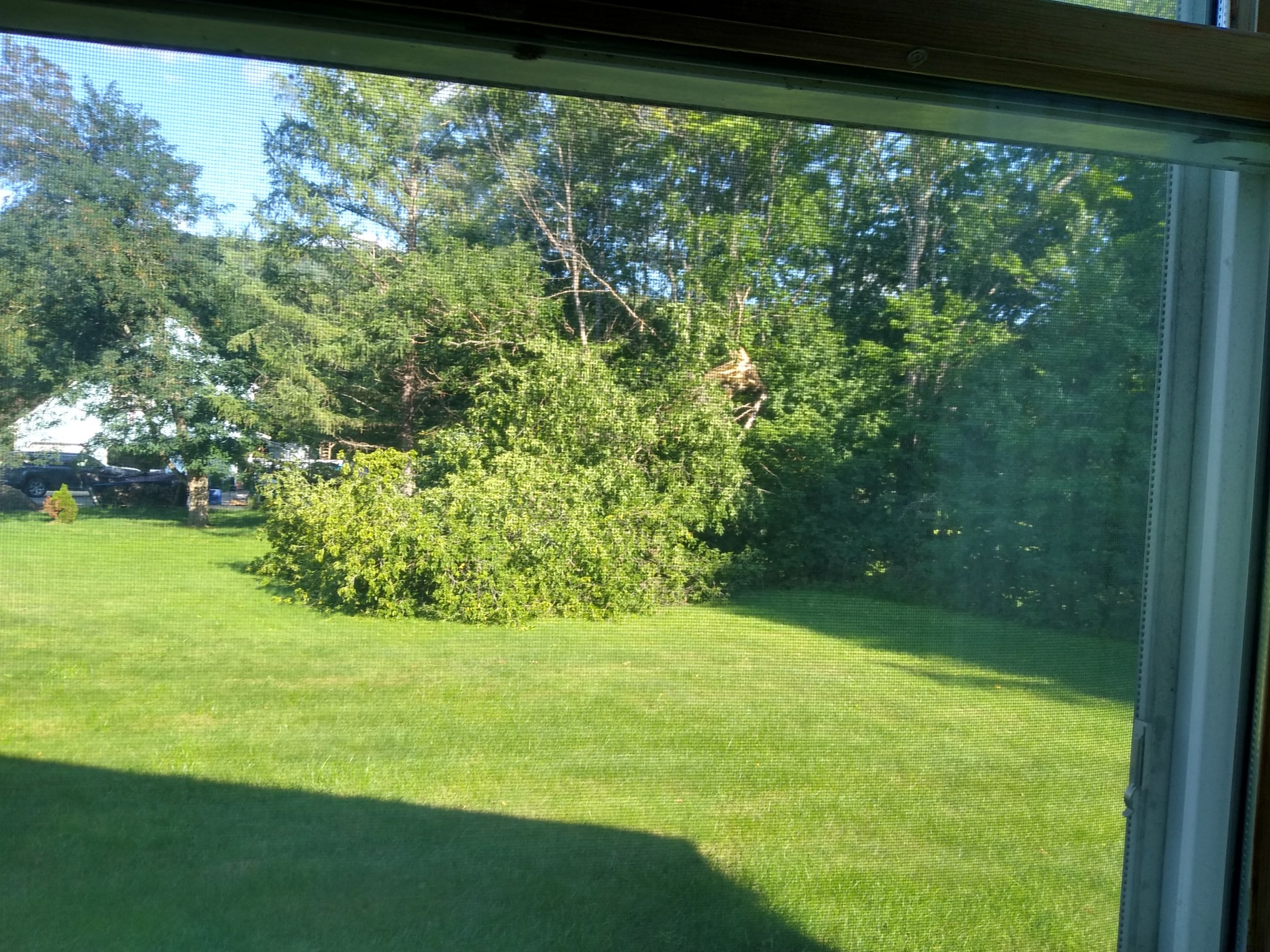 Tree Down.jpg