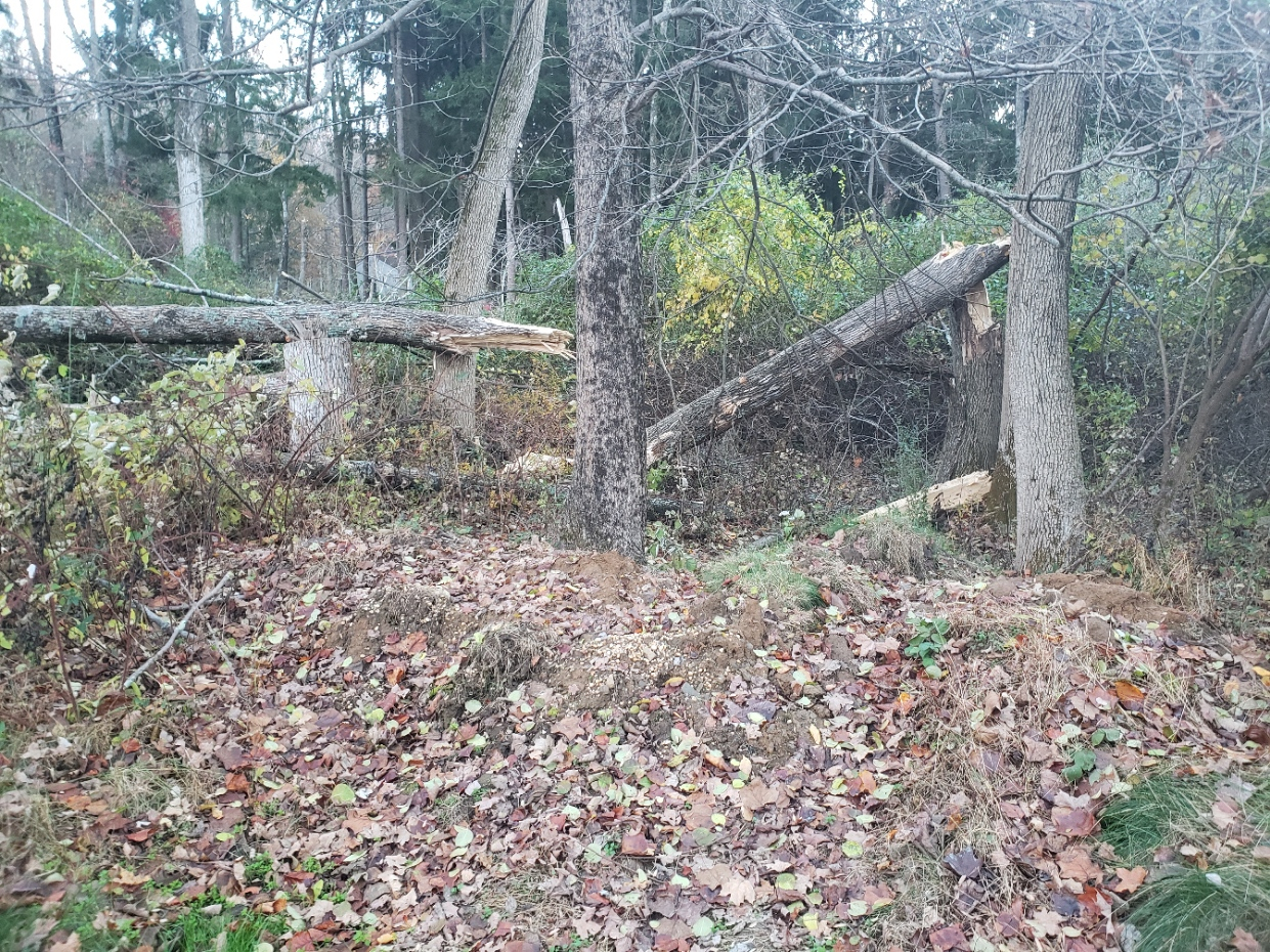 Tree-split20211115_163403.jpg
